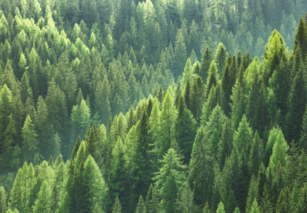 Bringing sustainability to the cloud Bringing sustainability to the cloud