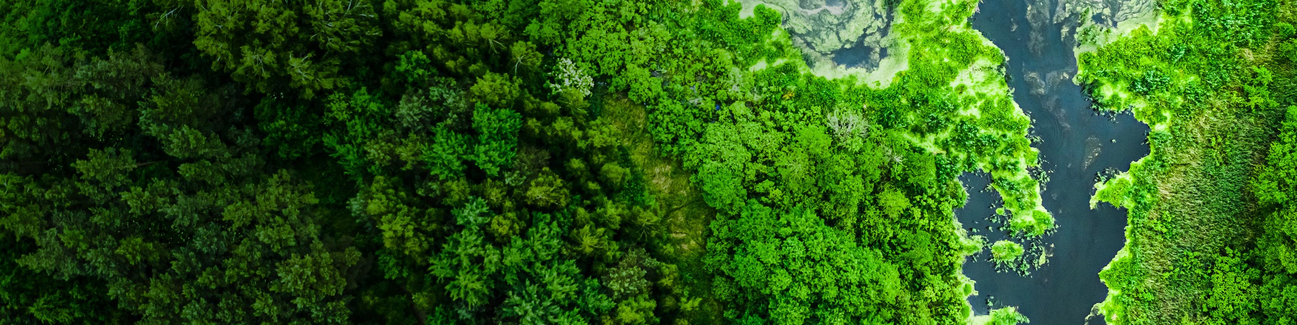 Overhead view of green forest and water.