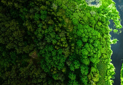 Overhead view of green forest and water.