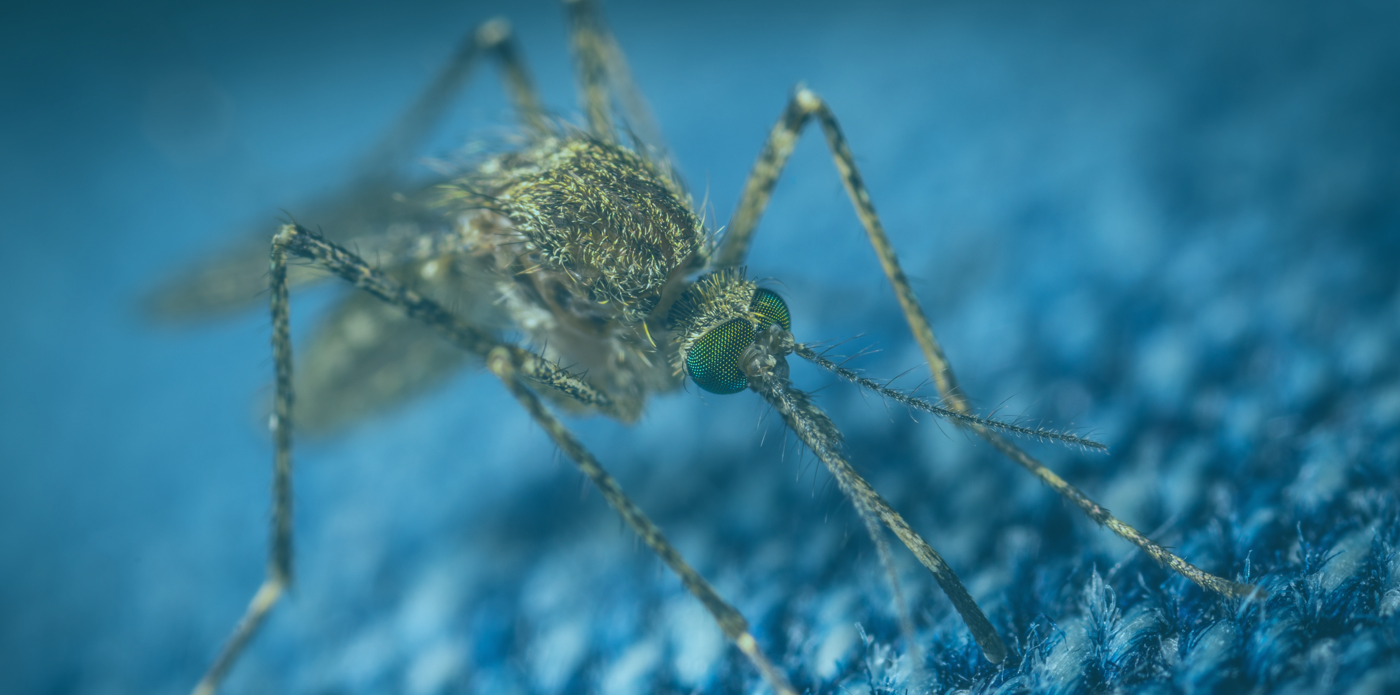 Using digital tools to reduce the global threat of mosquito-borne diseases
