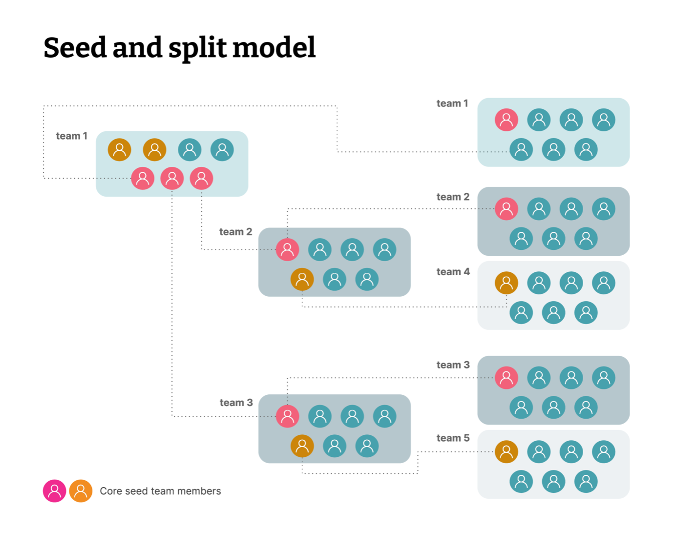 Seed and split model