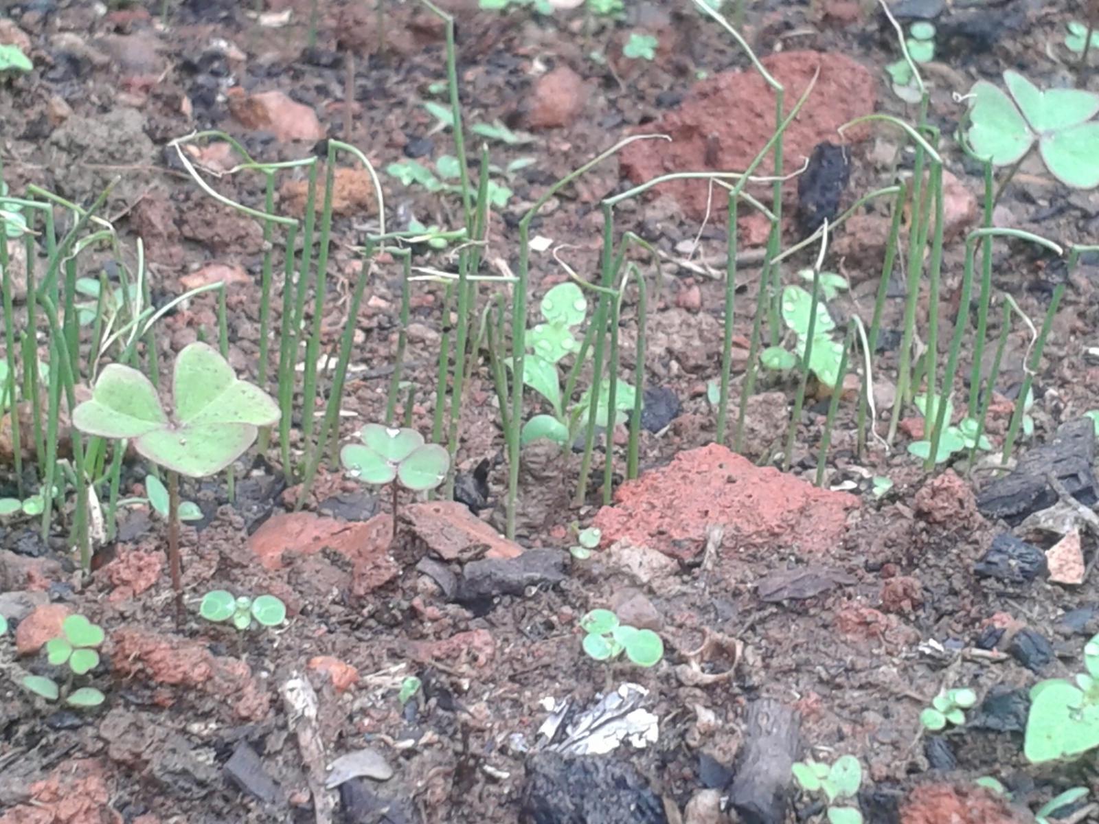 Edith's Cabbage Patch Edith's Cabbage Patch