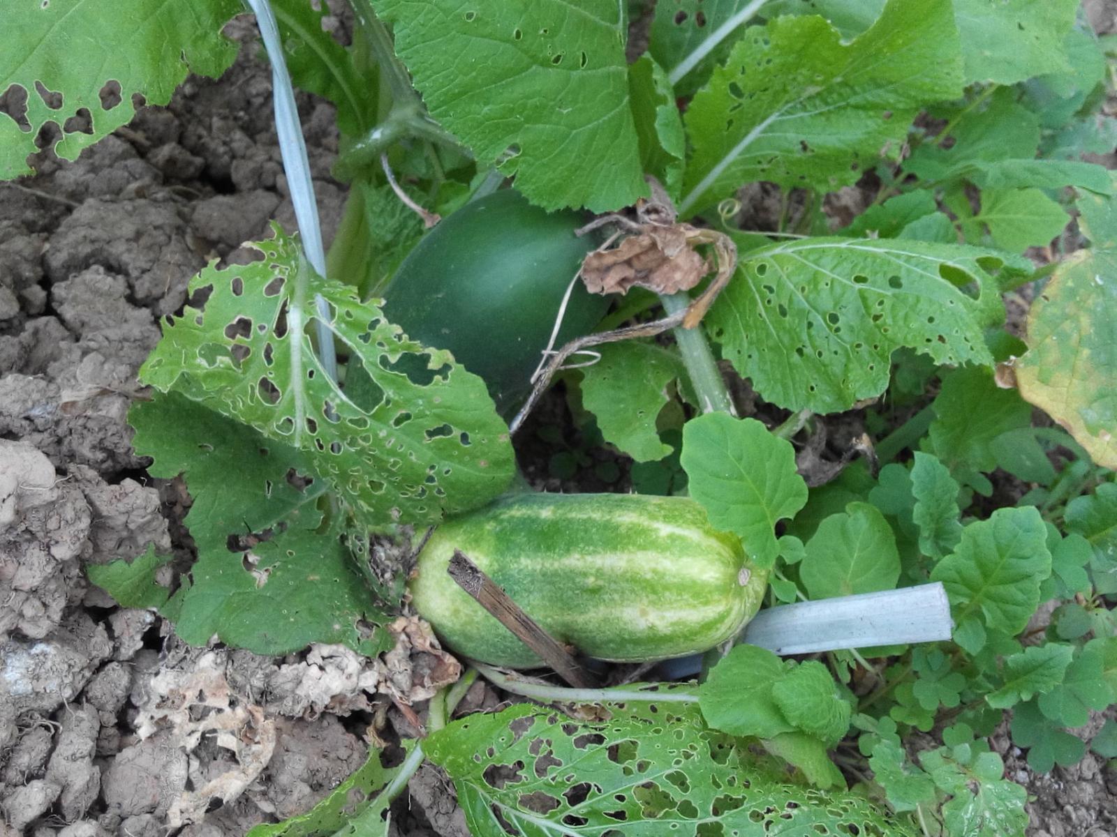 Gardening & Growing Techniques Gardening & Growing Techniques