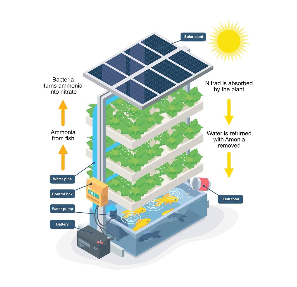 Solar panels are above the aquaponics system which powers the battery. The battery is connected to a control box and water pump. The water pump in the fish tank hydrates the strawberry patches layered above and the ammonia from fish is turned into nitrate from bacteria. Nitrad is absorbed by the plant and water is returned to the tank with amonia removed.